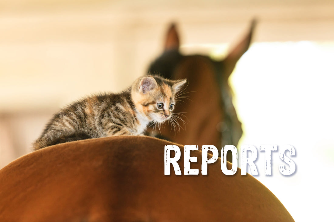 CBD found safe for Horses